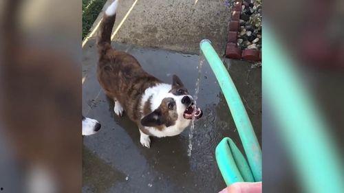 最新台湾狗崽爆料视频播放